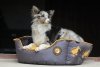 Kiwi Walker OVAL PET BED różowo-szary rozmiar XL